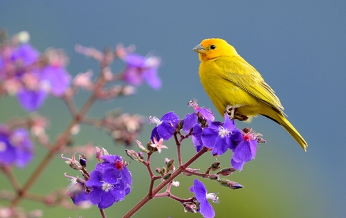 Saffron Finch, photo 7 of 10