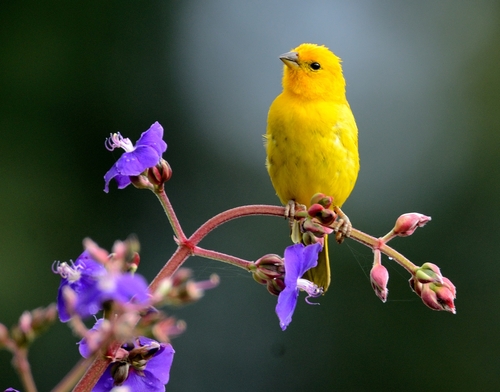Saffron Finch, photo 5 of 10