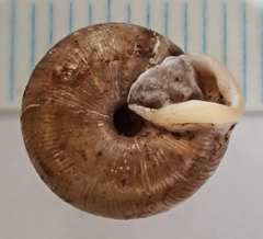 Triodopsis henriettae