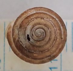 Triodopsis henriettae