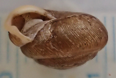 Triodopsis henriettae