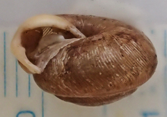 Triodopsis henriettae