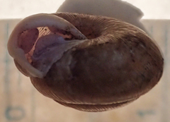 Triodopsis henriettae