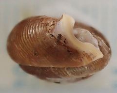 Triodopsis henriettae