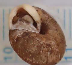 Triodopsis henriettae