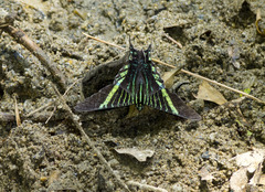 Urania fulgens