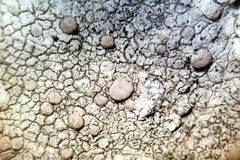 Lecanora subcarnea