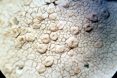Lecanora subcarnea