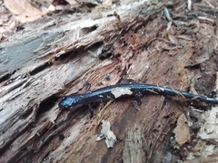 Plethodon metcalfi
