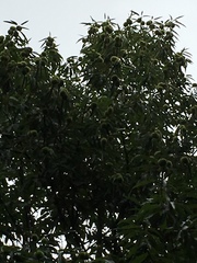 Castanea sativa