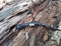 Plethodon metcalfi