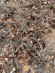 Aloe parvibracteata image