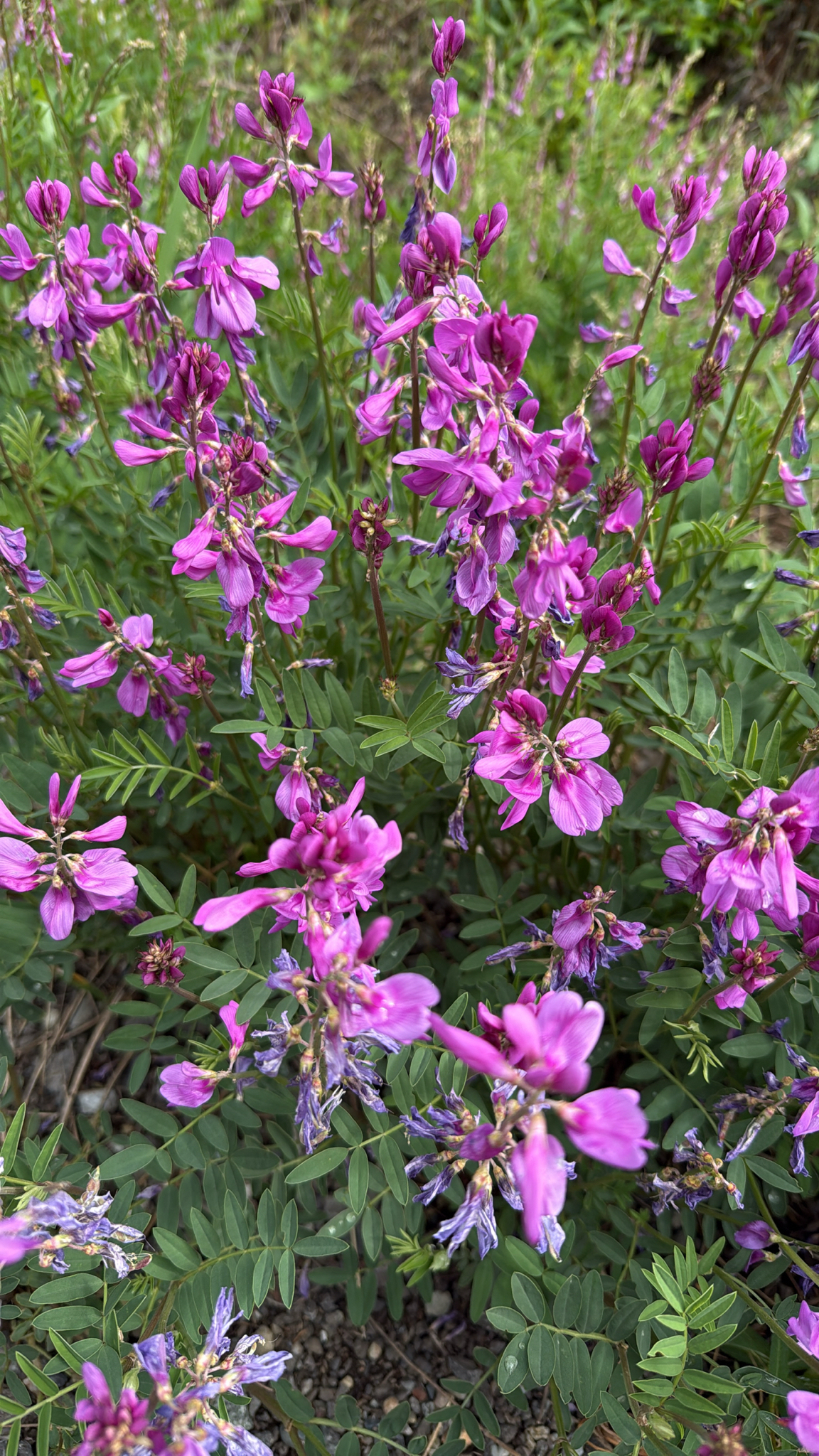 Hedysarum boreale