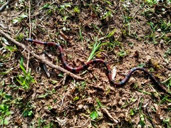 Micrurus nigrocinctus