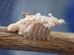 Callimantis antillarum