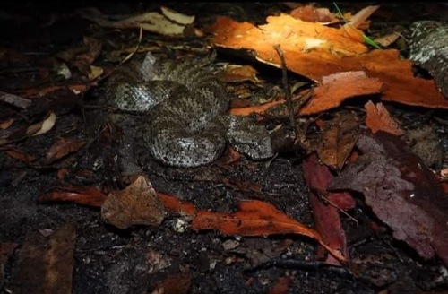 Southern Death Adder sighting