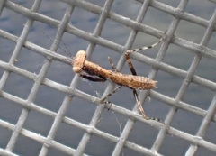 Callimantis antillarum