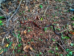 Micrurus nigrocinctus