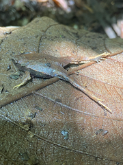 Southern Narrow-mouthed Toad