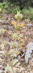 Phlomis crinita, photograph (c) Santiago Martín-Bravo, some rights reserved (CC BY)