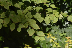 Corylopsis pauciflora