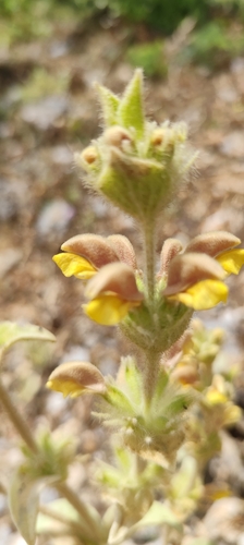 Phlomis crinita, photograph 5