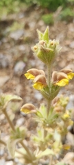 Phlomis crinita, photograph (c) Santiago Martín-Bravo, some rights reserved (CC BY)