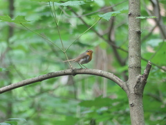 Erithacus rubecula