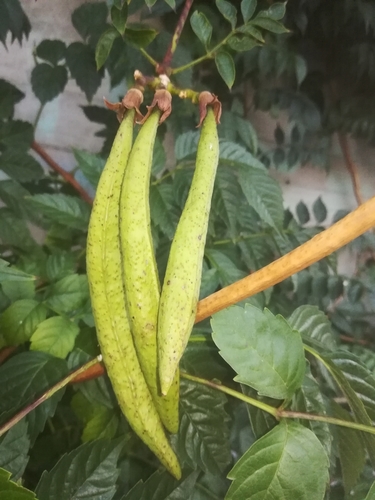 Another photo of Trumpet vine