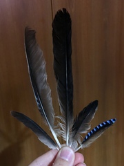 Garrulus glandarius graecus