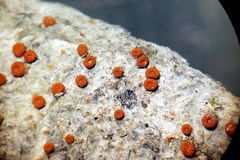 Polycauliona luteominia luteominia