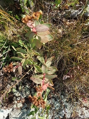 Hylotelephium telephioides