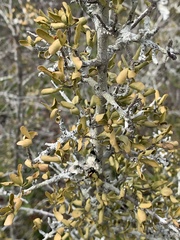 Pyrostria hystrix