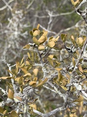 Pyrostria hystrix