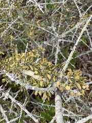 Pyrostria hystrix