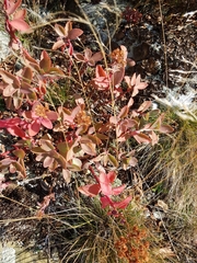 Hylotelephium telephioides