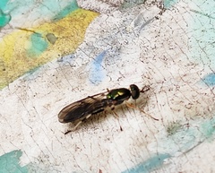 Merosargus