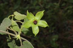 Gonolobus erianthus