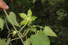 Gonolobus erianthus