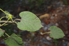 Gonolobus erianthus