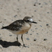 Charadrius obscurus obscurus - Photo (c) D Piddy，保留部份權利CC BY-ND