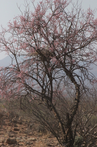 Portulacaria longipedunculata image