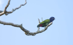 Pionus menstruus