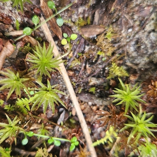 Atrichum altecristatum observed 2025-06-25