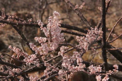 Kaoko Ceraria (Portulacaria longipedunculata)