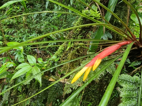 Guzmania puyoensis