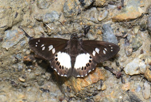 Malayan White Flat