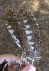 Otus scops