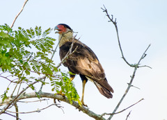 Caracara plancus