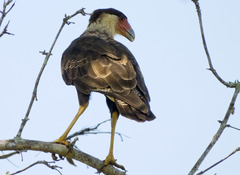 Caracara plancus